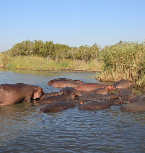 Het iSimangaliso Wetlands Park in Zuid-Afrika